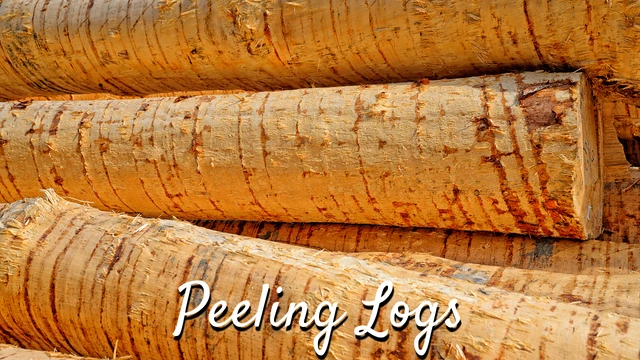 peeling cabin's logs