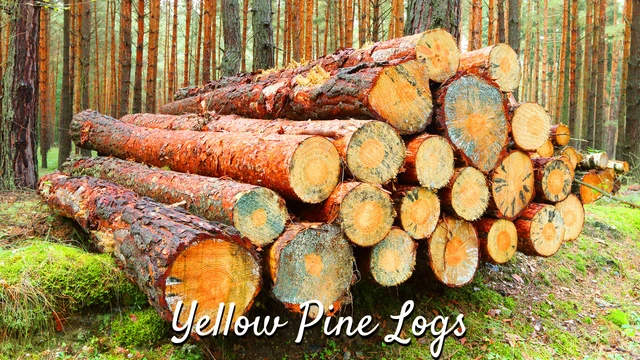 yellow pine to build log cabin