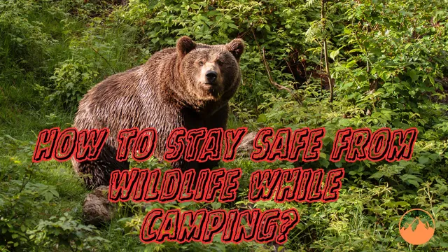 How to Stay Safe from Wildlife while Camping