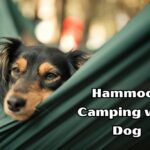 Hammock camping with dog