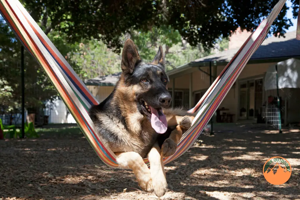 Hammock Camping with Dog