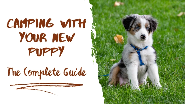 Camping With a Puppy: Safe & Enjoyable Tips