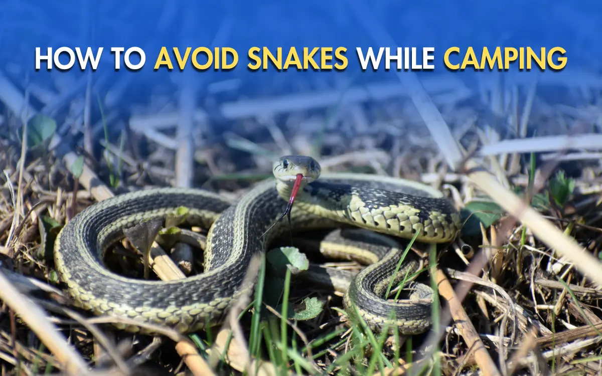 How to Avoid Snakes While Camping