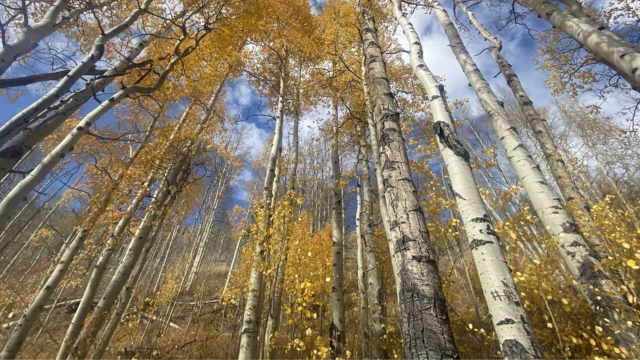 Upper Piney River Trail